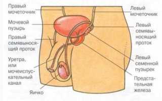 Мочеполовая система мужчин: строение, лечение и диагностика заболеваний