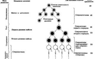 Клетки сперматогенеза: анализ, норма и нарушения