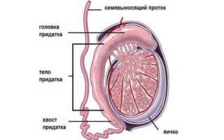 Может ли мужчина иметь детей с одним яичком: мнение врачей