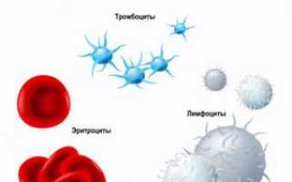 Показатель гематокрит: отклонения от нормы, и какие лекарства купить для нормализации состояния