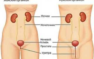 Врач-уролог: что лечит у мужчин