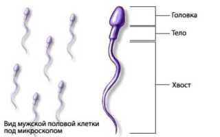 От чего зависит количество и качество спермы: факторы влияния