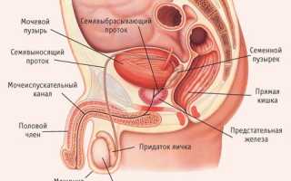 Репродуктивная система мужчины: строение и физиологические особенности