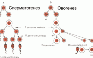 Овогенез и сперматогенез: отличия и сравнение