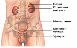 Мочевой пузырь у мужчин: расположение, объем и болезни (симптомы и лечение)